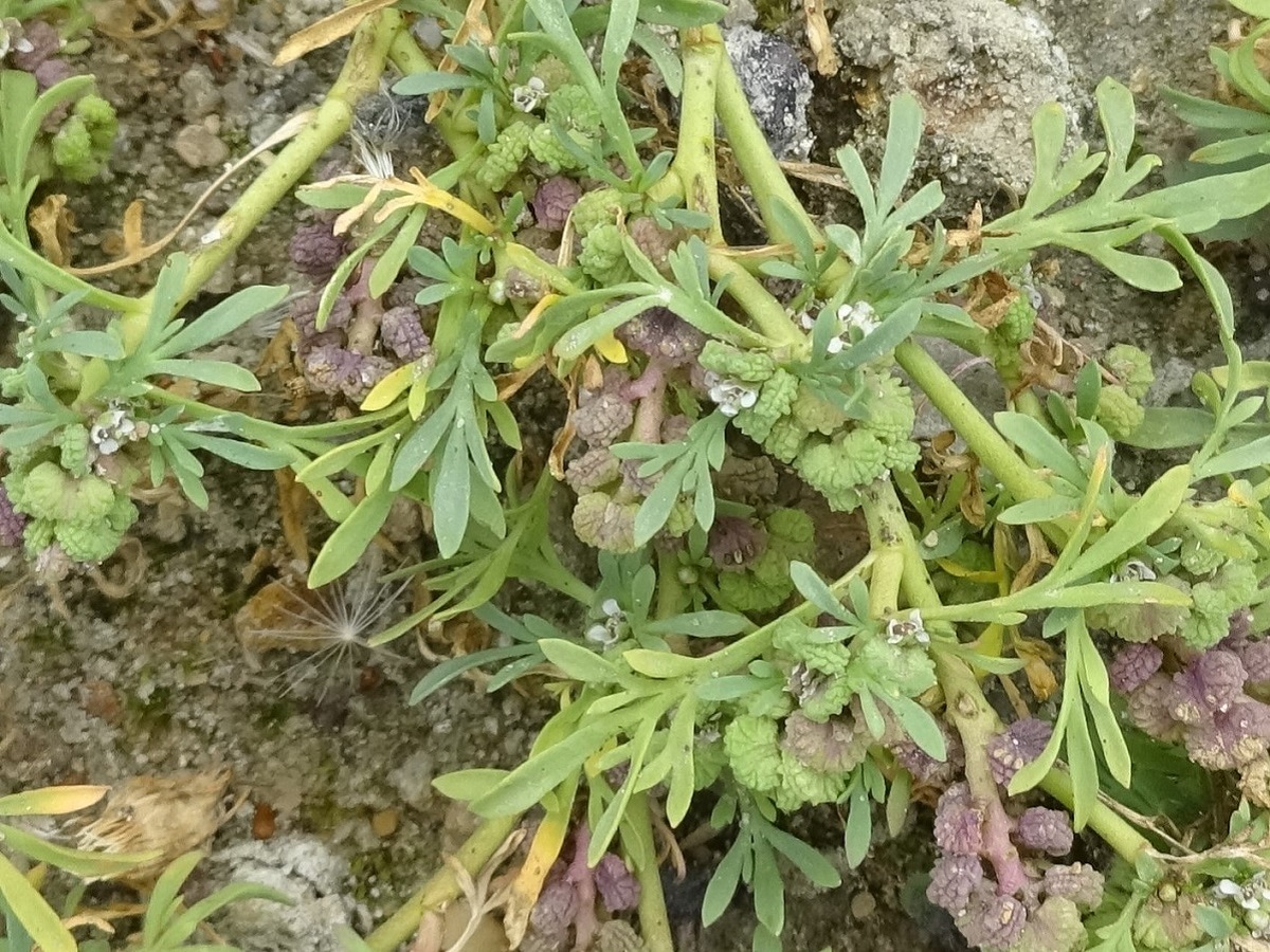 Lepidium squamatum (Brassicaceae)